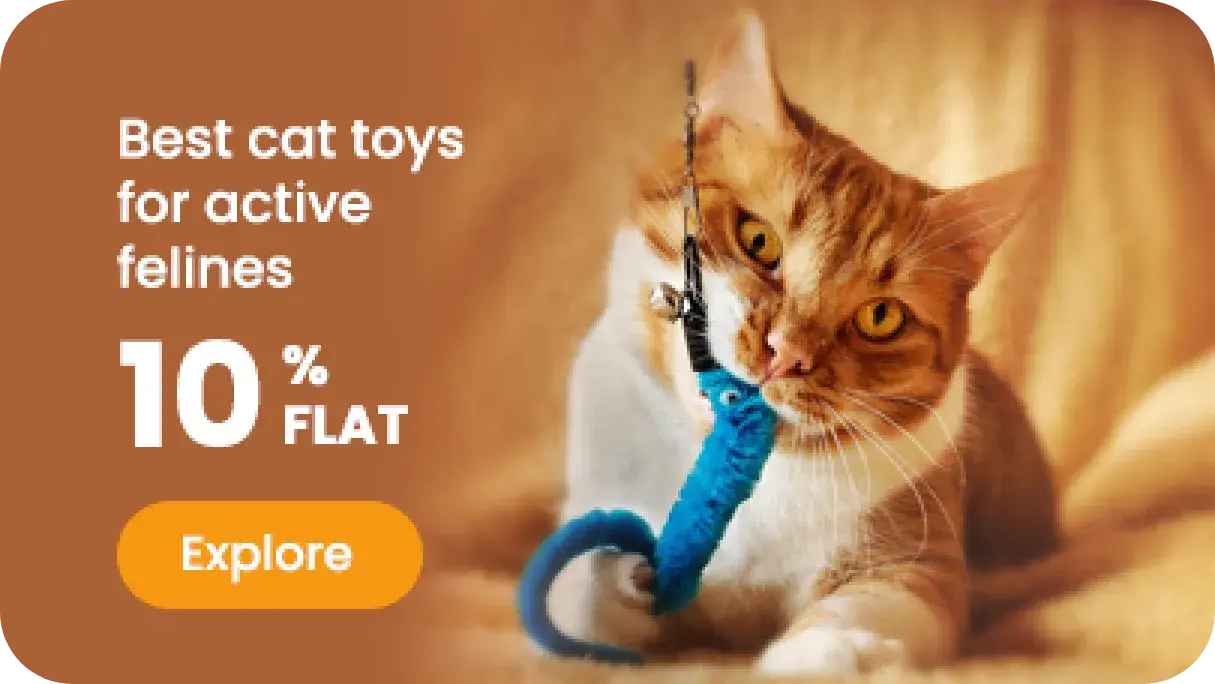 Cat Toys