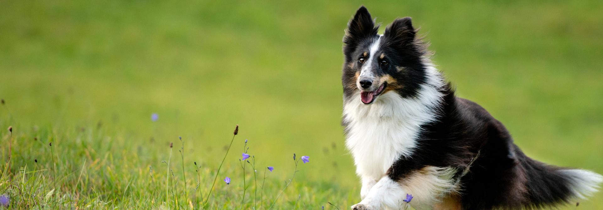 Your Pet Deserves  The Best Place