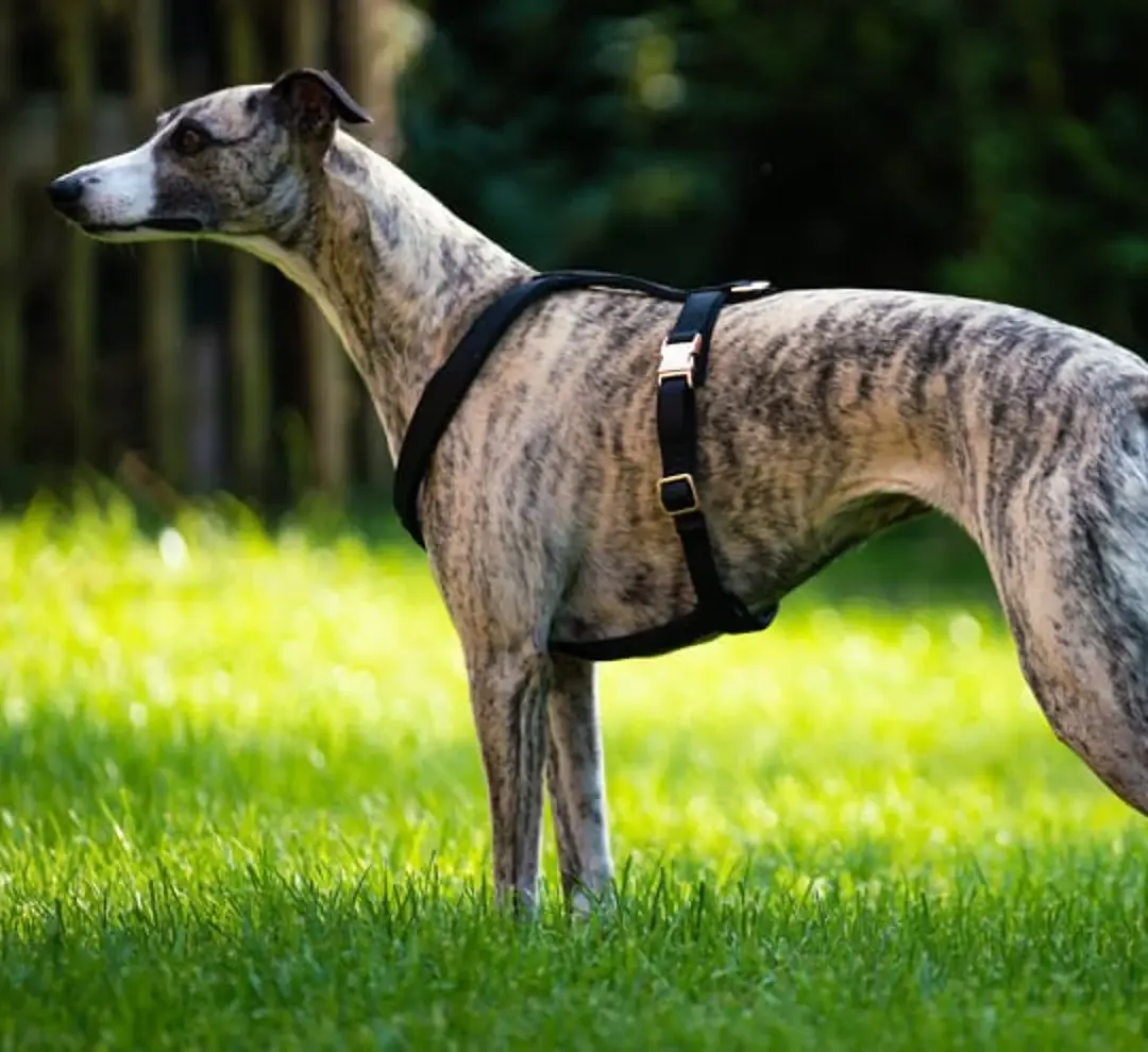 GLUCKLICH PREMIUM PRINTED DOG HARNESS LARGE