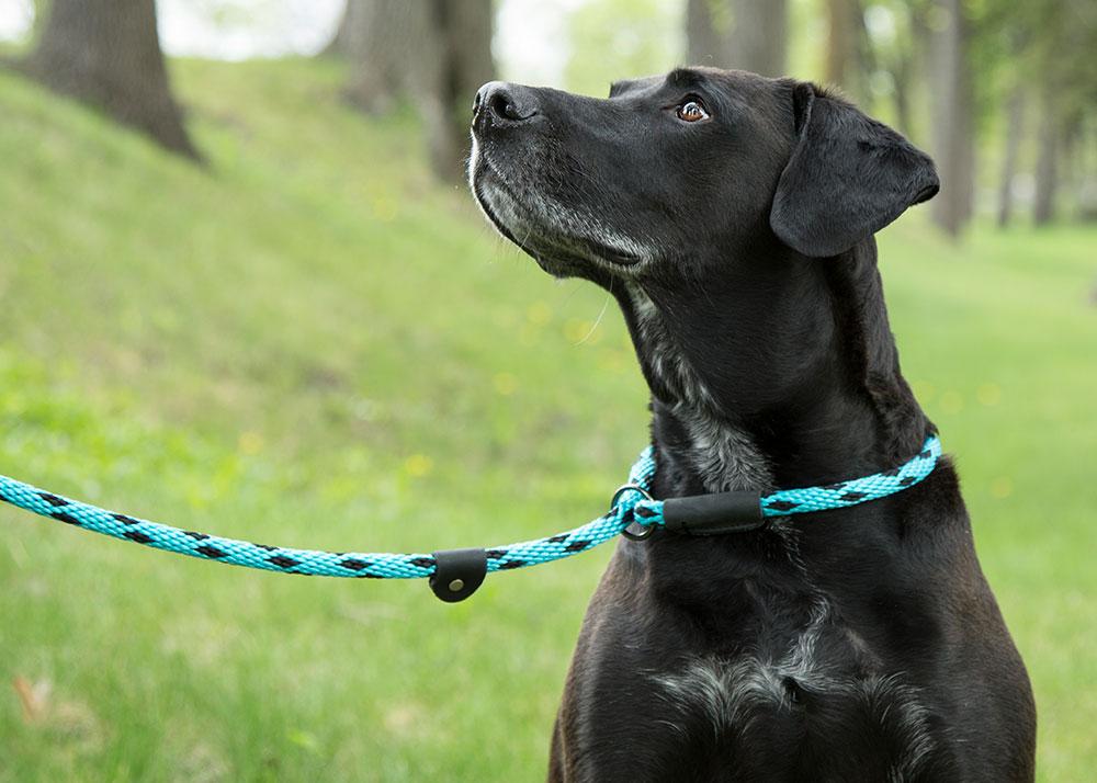 FELINES KINGDOM DOG ROPE LEAD WITH HANDLE 18MM